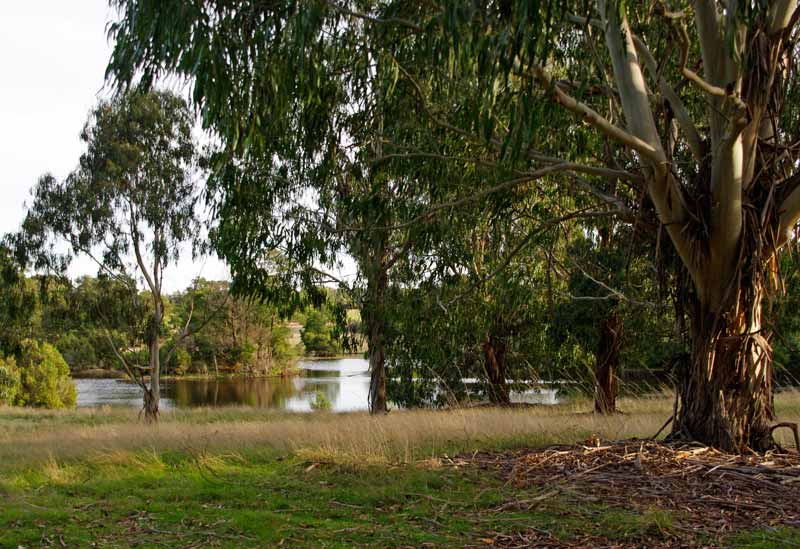 A walk from the picnic grounds will take you to Wylies Creek Wetlands - Cranbourne